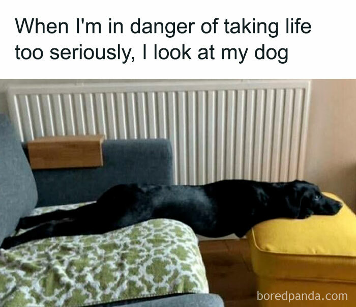 Black dog stretched out between couch and yellow ottoman, illustrating humor in doggo memes and wholesome pupper content.