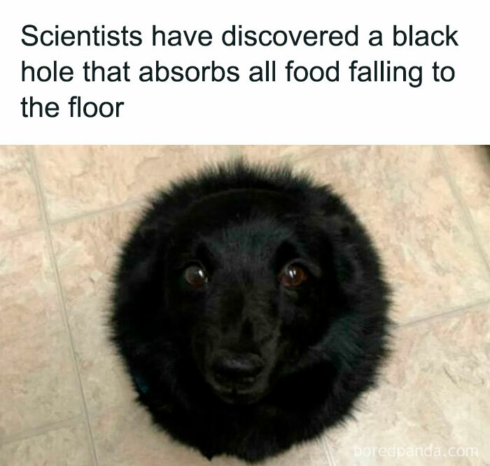 Black dog curled up on floor resembling a black hole, featured in wholesome doggo memes and pupper content online.