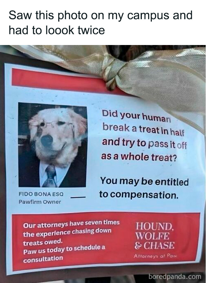 Funny and relatable college meme poster with a dog lawyer offering compensation for broken treats on campus.