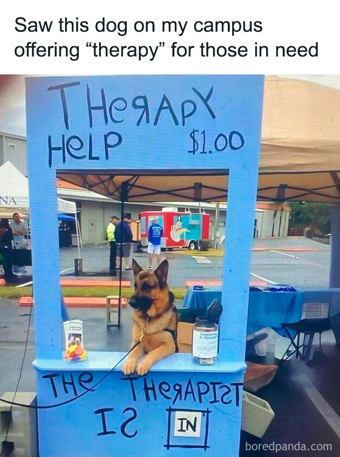 German shepherd dog sitting at a therapy help booth on campus, humorously offering support for college students.