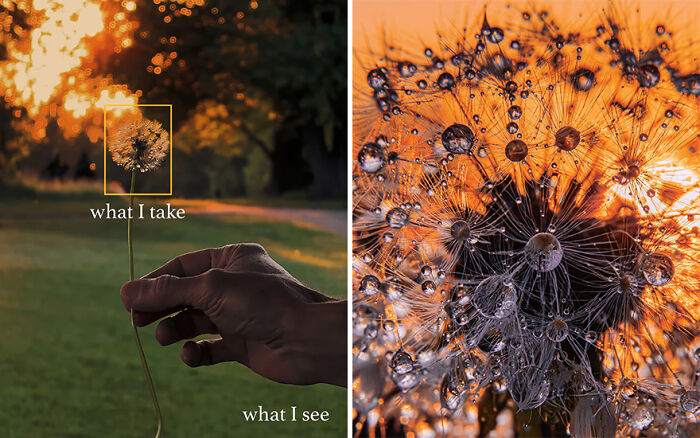 Close-up comparison of what the photographer sees versus the perfect shot capturing detailed dandelion droplets at sunset.