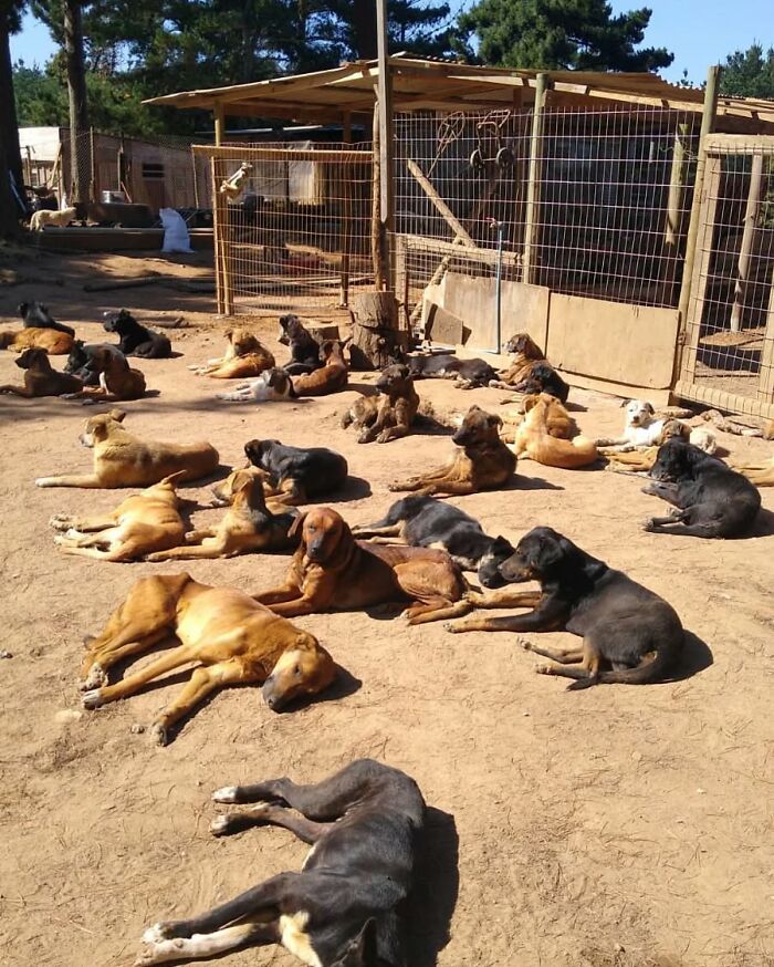Large group of homeless dogs resting peacefully in an outdoor sanctuary beside fenced enclosures on a sunny day