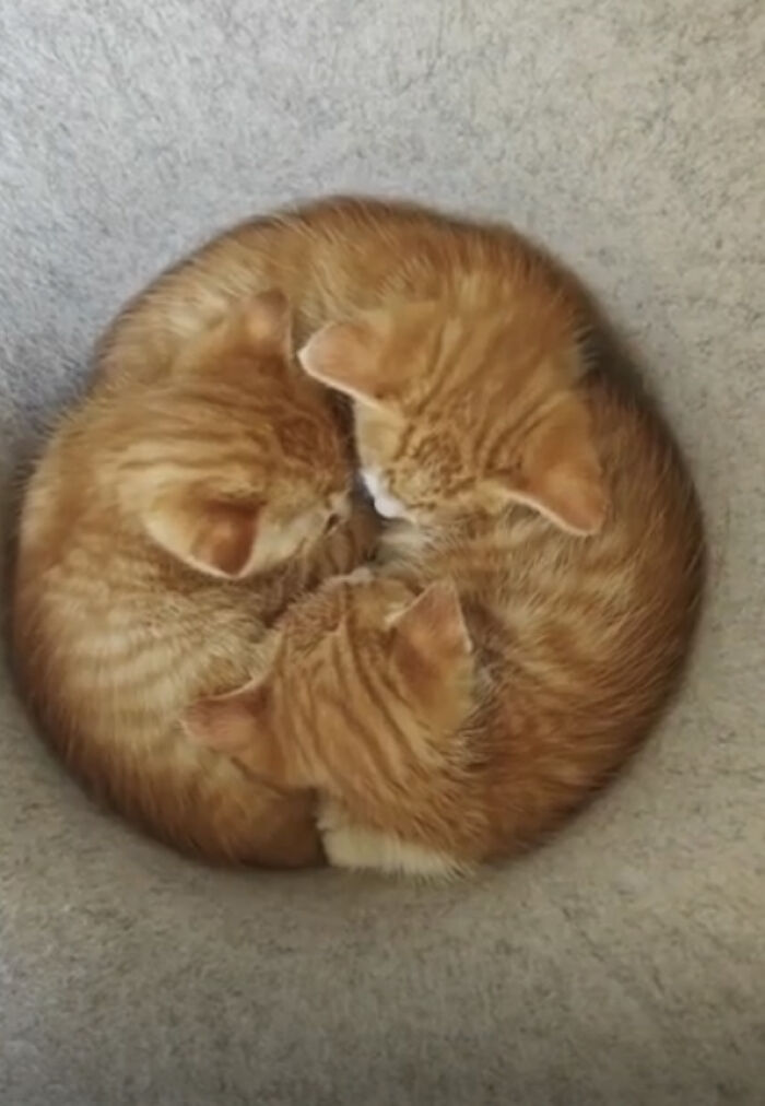 Three orange cats curled up together in a circle, showing a communal bond and cozy sleeping posture.