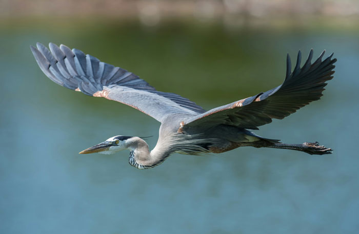 Great blue heron in flight over water, illustrating wild things people say they’ve seen that no one believes.
