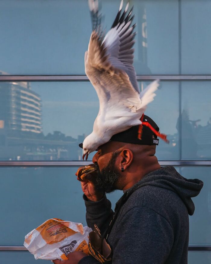 Man eating a sandwich outdoors with a seagull flying close in this candid street photo by Alex McClintock.
