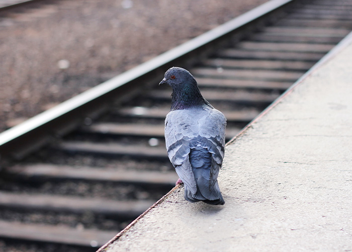Pigeon standing alone on a train platform edge near railway tracks, capturing public transport atmosphere.