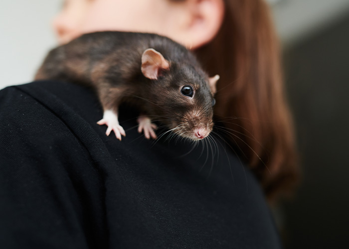 Rat perched on a person’s shoulder wearing a black shirt, illustrating a bizarre public transport moment feeling like another dimension.