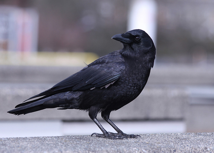 Black crow perched on a concrete surface, capturing the eerie and surreal vibe of public transport experiences.