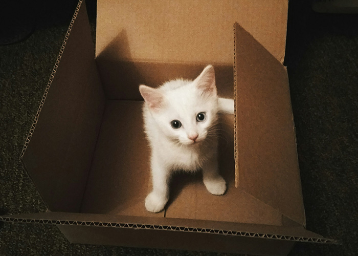 White kitten sitting inside an open cardboard box, evoking a surreal public transport moment in another dimension.