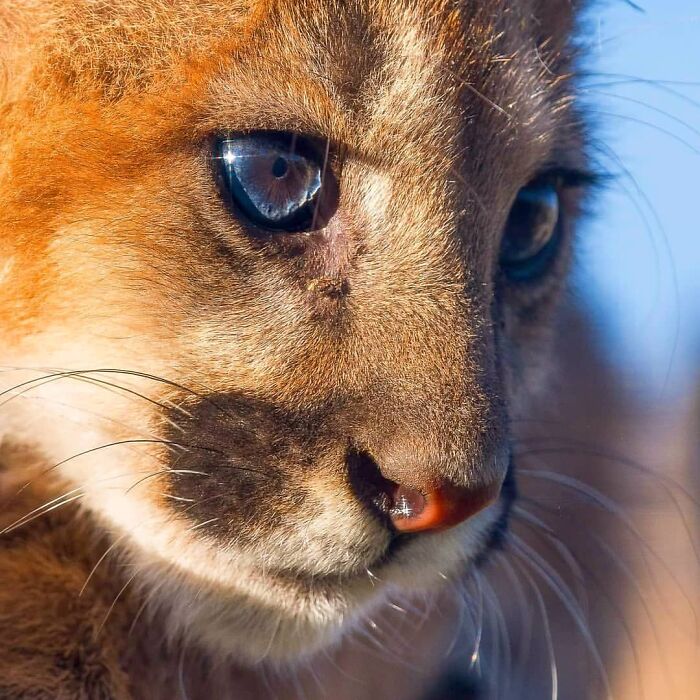 Close-up of a young wild animal's face with detailed eyes and fur, showcasing unforgettable wildlife photography moments.