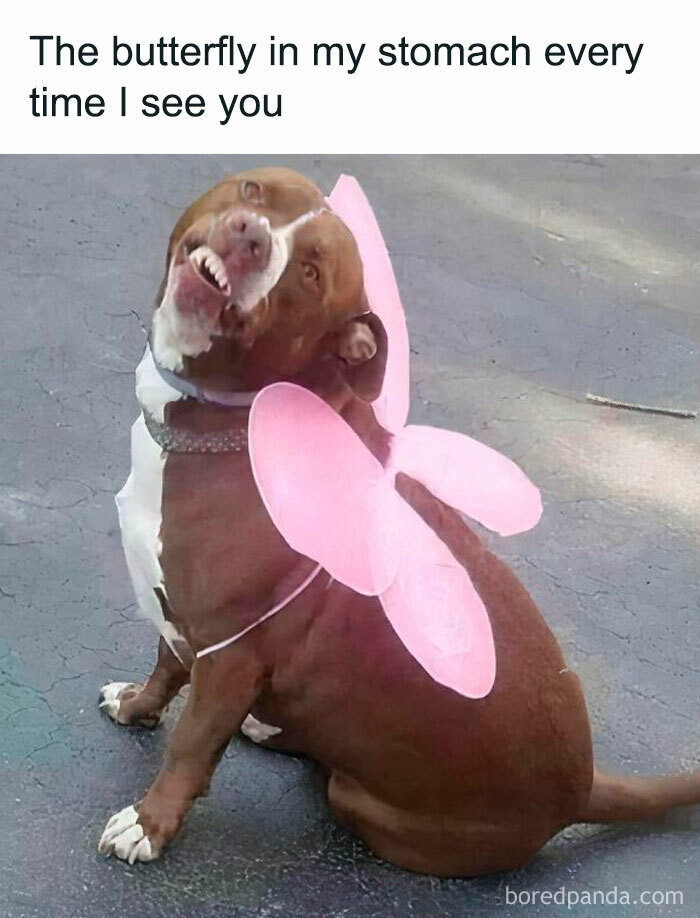 Dog wearing pink butterfly wings with a funny face, relatable meme to make you laugh today.
