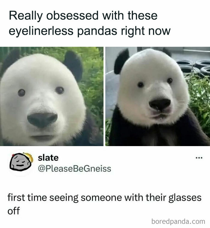 Two close-up pictures of pandas without black eye patches paired with a funny relatable meme for laugh today.