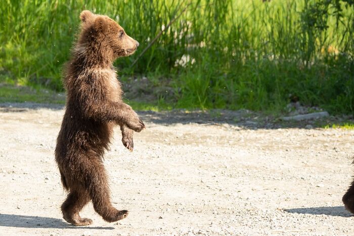 Young bear cub standing on a dirt road near green grass, illustrating creepy and scary moments from truck drivers' lives.