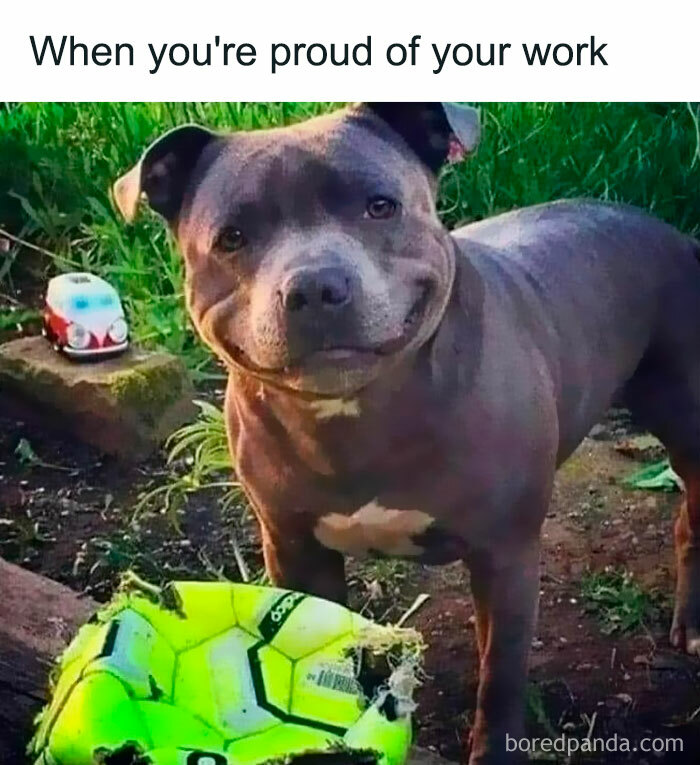 Smiling dog proud of torn bright yellow soccer ball, relatable memes capturing humor and everyday pet moments.