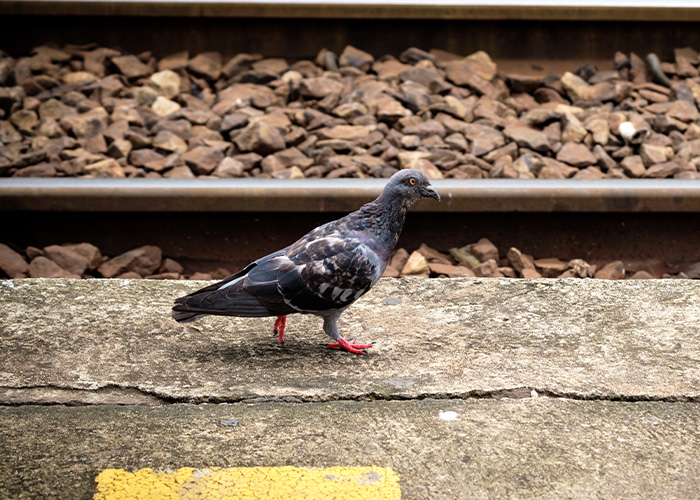 “Everyone Switched To Another Train”: 40 Times Journeys On Public Transport Took A Wild Turn