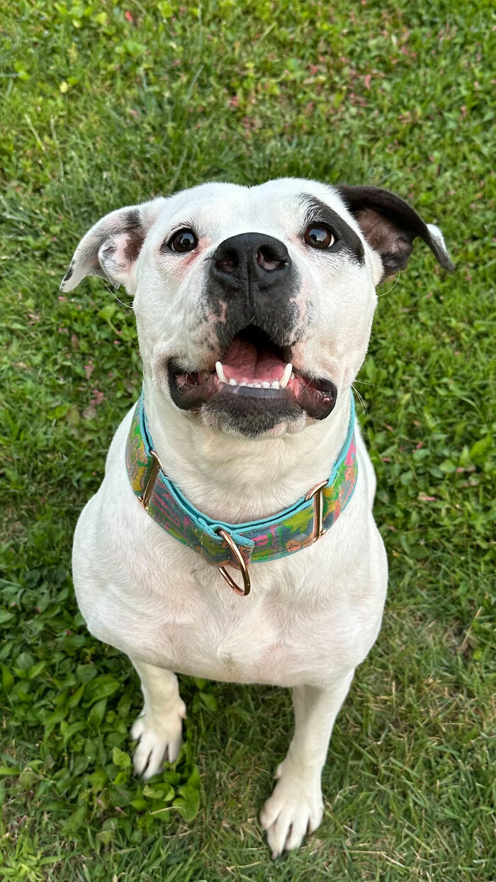 Happy dog wearing a colorful collar sitting on grass, representing wholesome adoption moments and new addition to the family