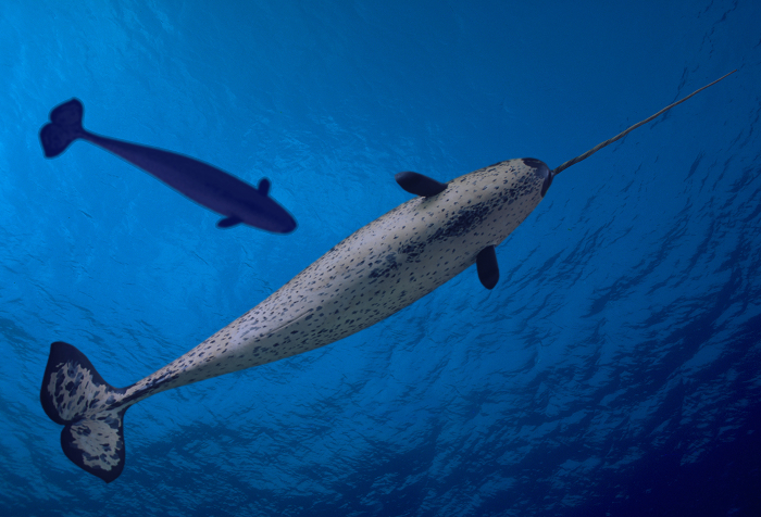 Narwhal swimming underwater in the ocean, showcasing one of the unique animals that start with N in a natural blue habitat.
