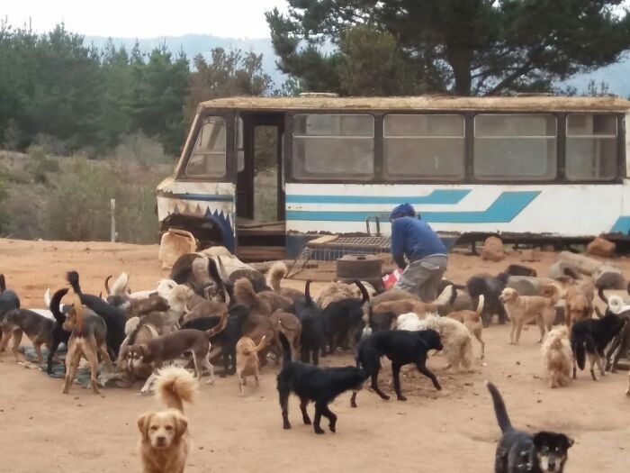 Woman feeding a large group of homeless dogs outdoors near an old bus in a dog sanctuary setting.