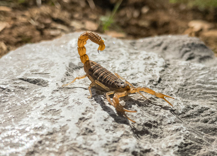 Scorpion on a rock in natural sunlight, illustrating one of the wild things people say they’ve seen but others doubt.