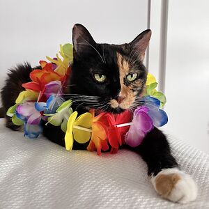 mirielapatrikiadou avatar