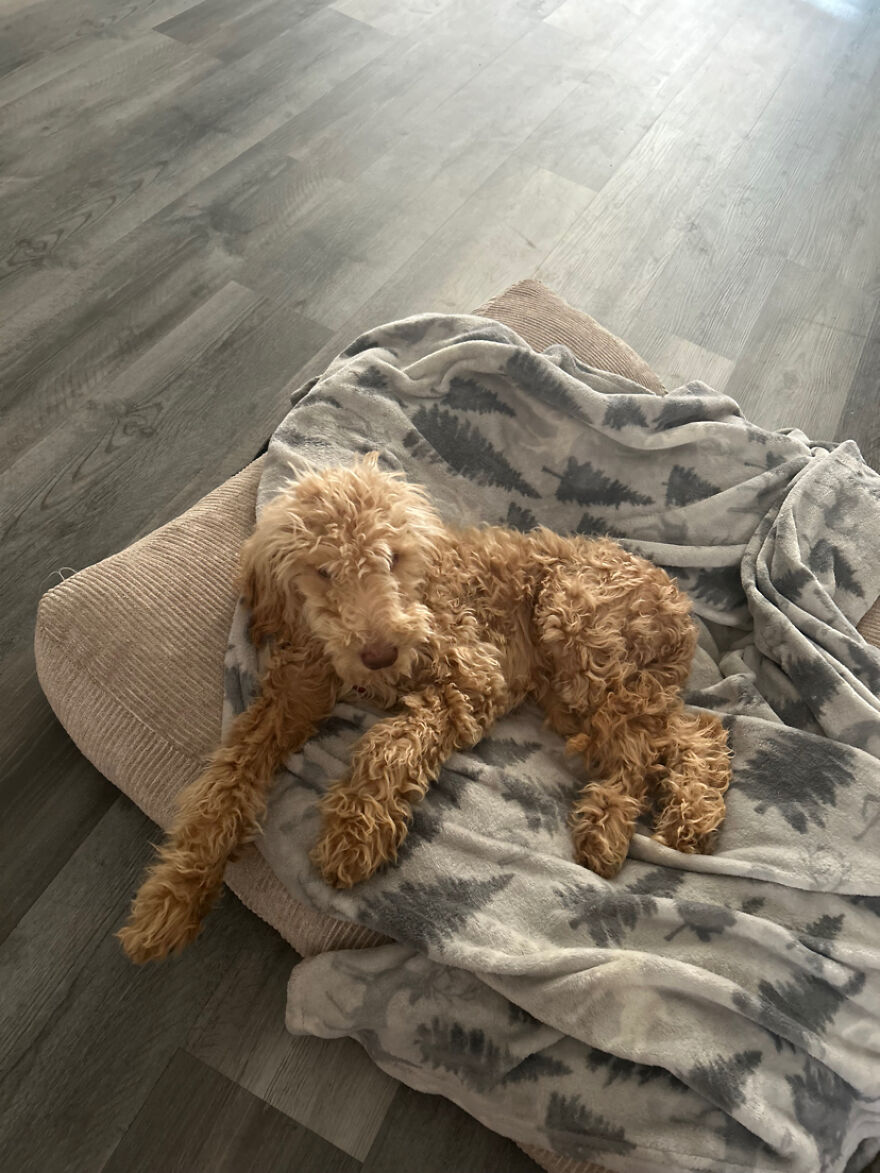 This 5-Month-Old Puppy Needs Her Leg Amputated After A Tragic Accident - Her Family Can&rsquo;t Afford The Surgery, But They Refuse To Give Up On Her