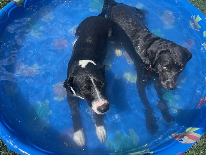 Oreo&rsquo;s Rescue Journey Shows The Heart Of Famous Fido Rescue