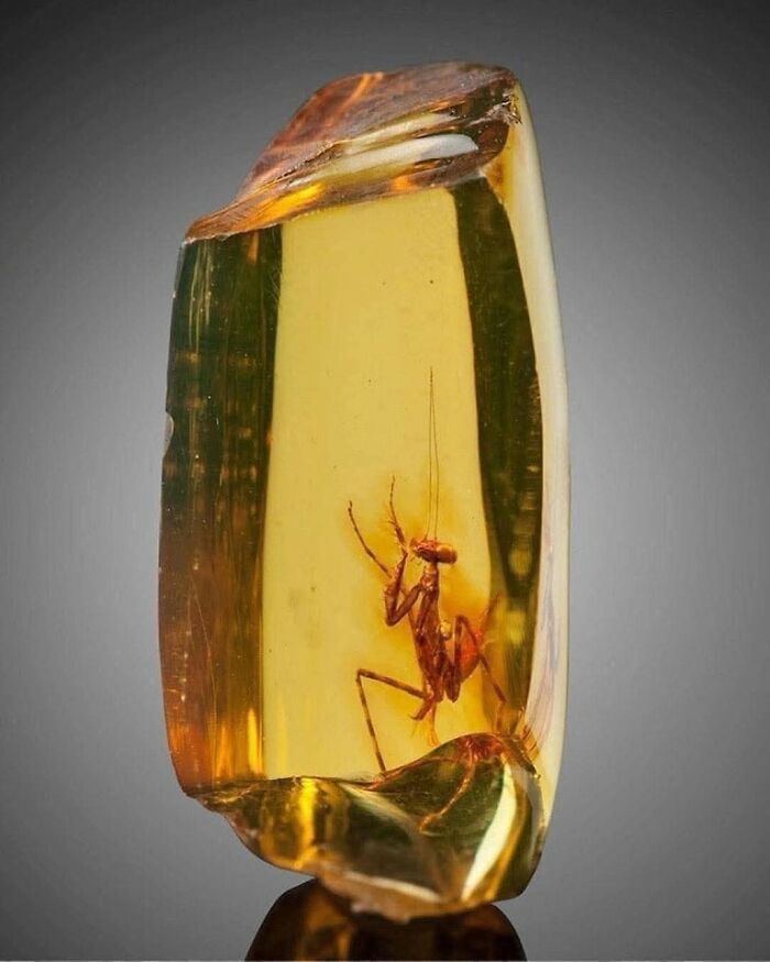 Praying mantis perfectly preserved inside a piece of amber, showcasing remarkable archaeology world discovery.