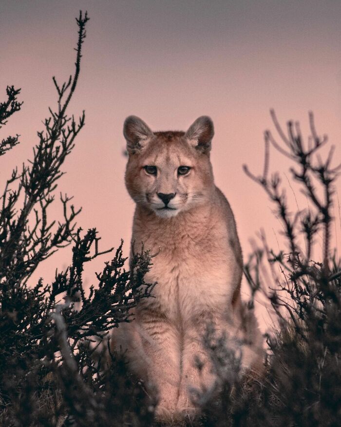 Mountain lion sitting among shrubs at dusk, showcasing breathtaking wildlife in a natural setting.