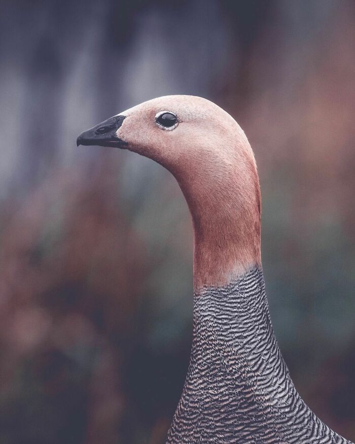 Close-up of a wild bird with detailed feathers and soft background in a breathtaking wildlife image by Jürgen Schulmeister.