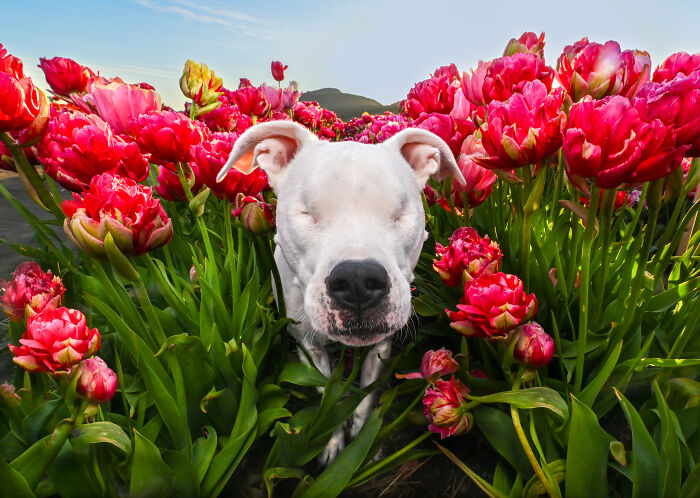 White dog with closed eyes sitting among vibrant pink tulip flowers in a colorful outdoor dog photo from Bored Panda community.