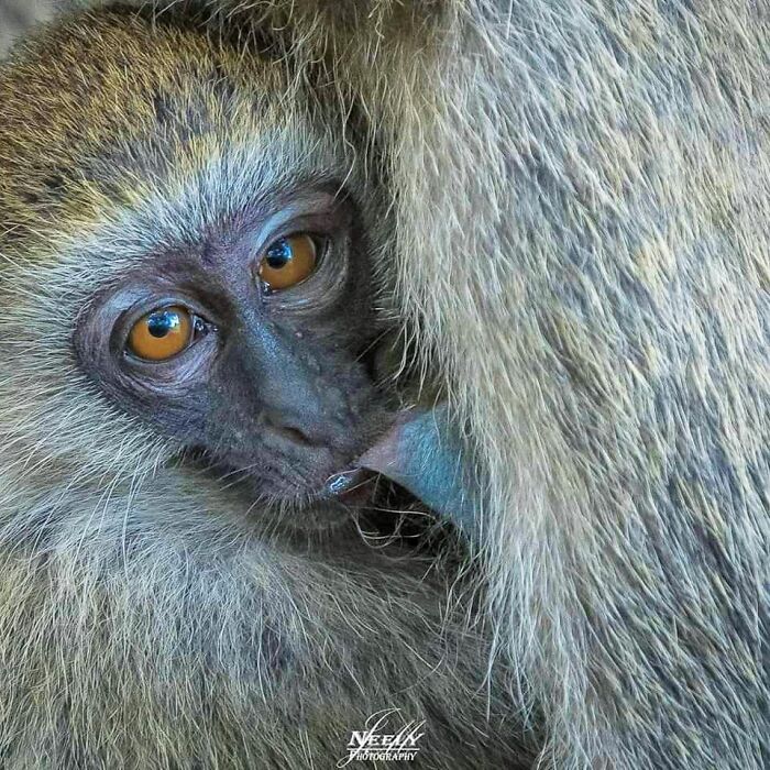 Close-up of a young monkey nursing, showcasing intimate wildlife moments captured by the photographer.