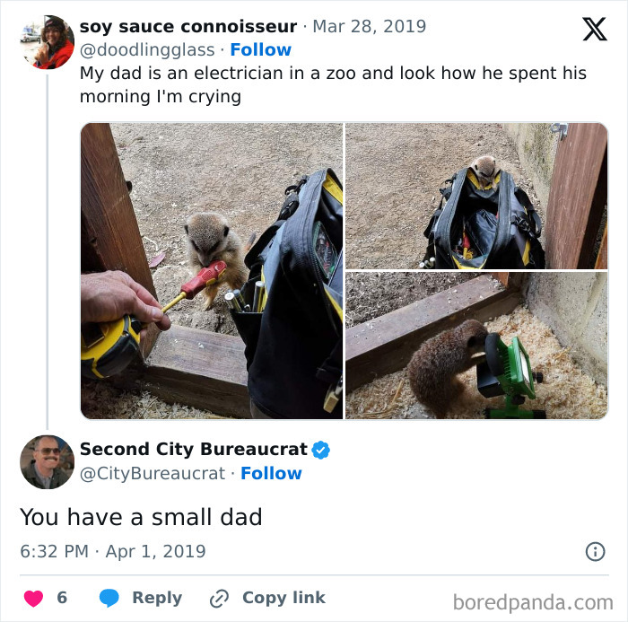Cute small animal interacting with electrician tools in funny meme to help decompress with hilarious memes.