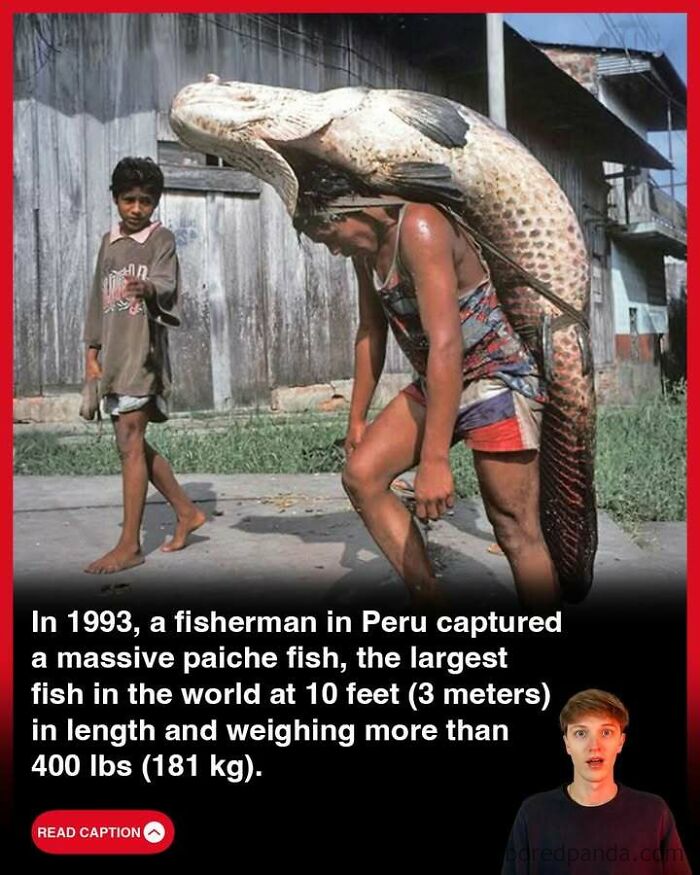 Man carrying massive paiche fish in Peru, highlighting a fun fact for curious minds about the world and GTA made in Scotland.