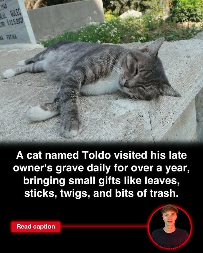 Sleeping gray cat on a grave, illustrating one of the interesting stories happening in the world today.
