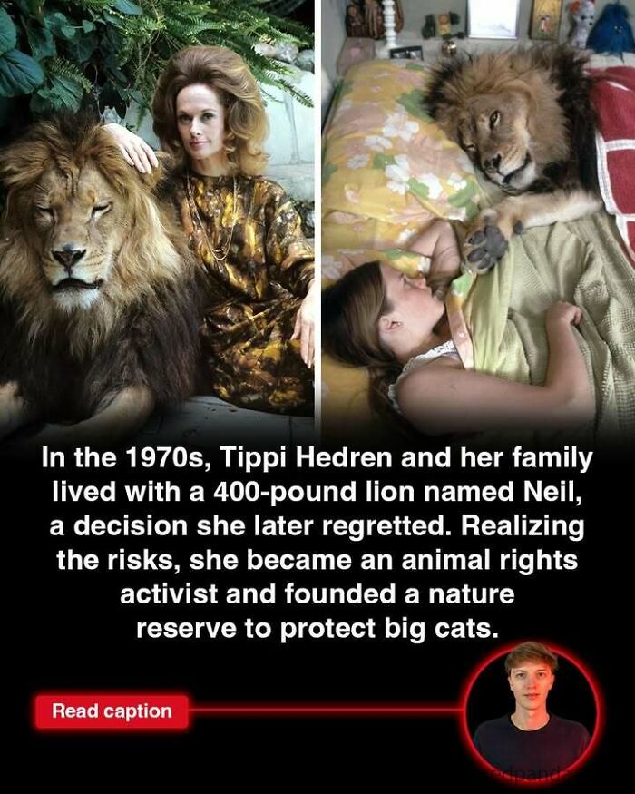 Tippi Hedren with a 400-pound lion in the 1970s, highlighting interesting stories about animal rights and big cats.
