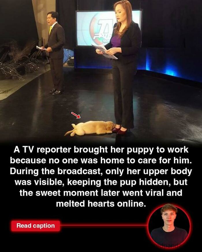 TV reporter on set with her puppy hidden at her feet during broadcast capturing interesting stories happening worldwide.