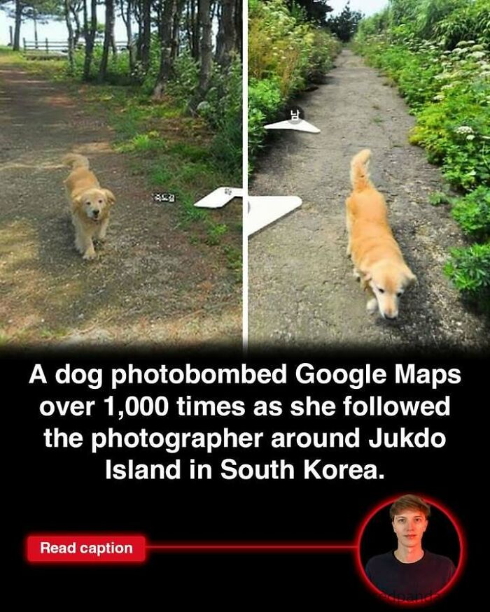 Golden retriever photobombing Google Maps photos on Jukdo Island, featuring interesting stories happening worldwide.