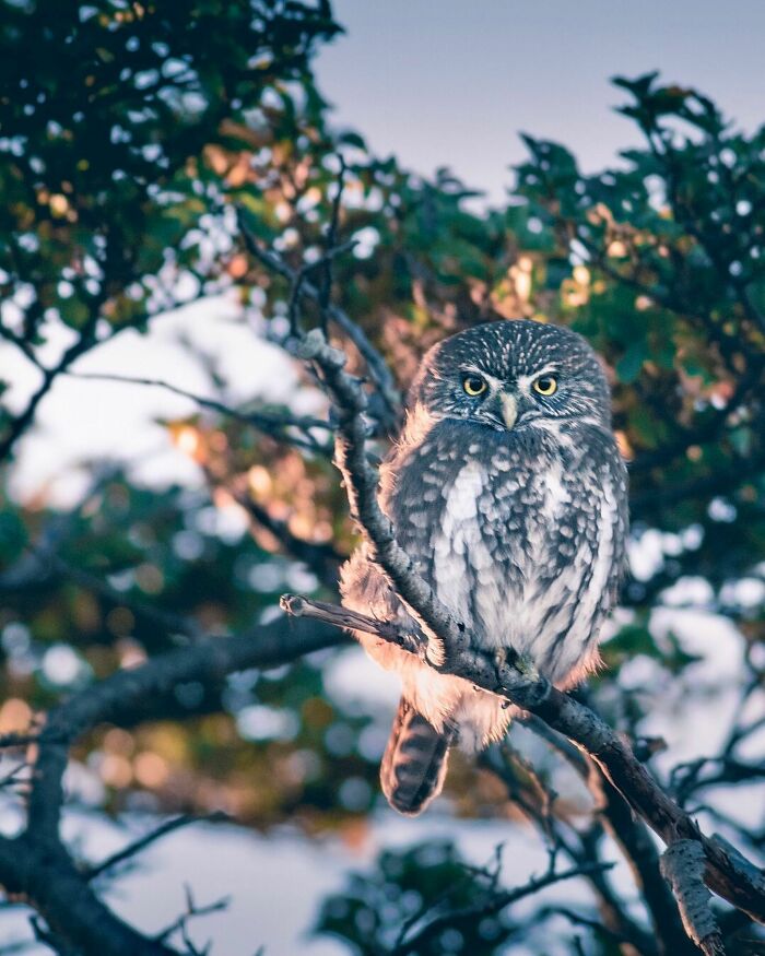Small owl perched on a tree branch with focused eyes in a natural setting, showcasing stunning wildlife photography.
