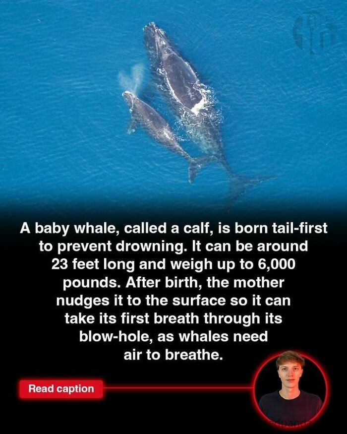 Two whales swimming in the ocean illustrating interesting stories about animals and world events updates.