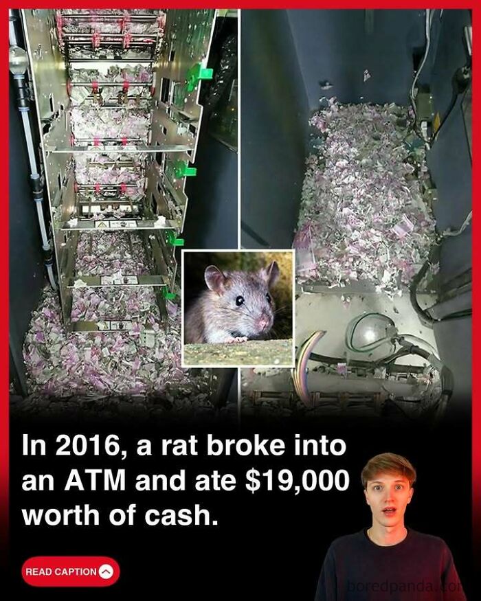 Rat inside ATM shredding cash, illustrating one of the interesting stories in the world to keep you updated.