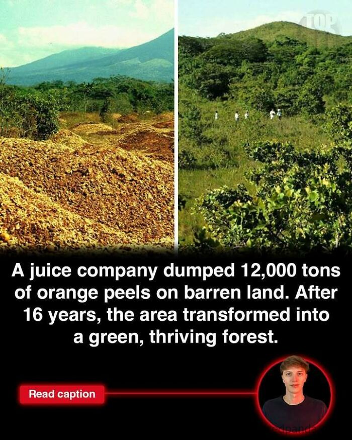 Before and after images of a barren land transformed into a green forest, highlighting interesting world stories.