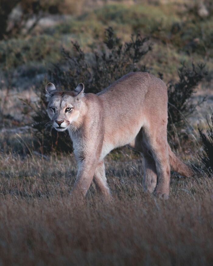Cougar walking through tall grass in natural habitat, showcasing wildlife in a stunning outdoor setting.