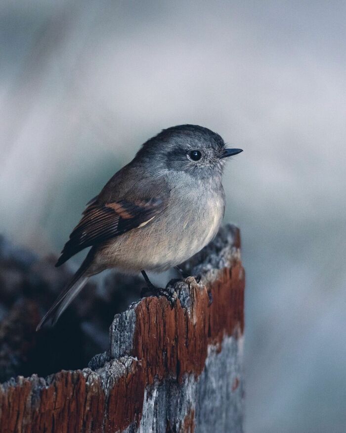 Small bird perched on weathered tree stump captured in stunning wildlife photos exploring the wild.