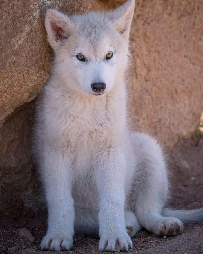 White wolf pup sitting against a rock, captured in a memorable wildlife moment by a nature photographer.
