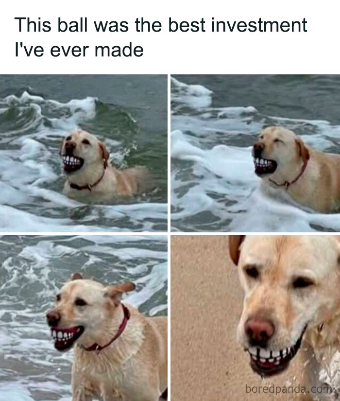 Funny dog memes showing a labrador holding a ball with fake teeth, swimming and having fun at the beach.