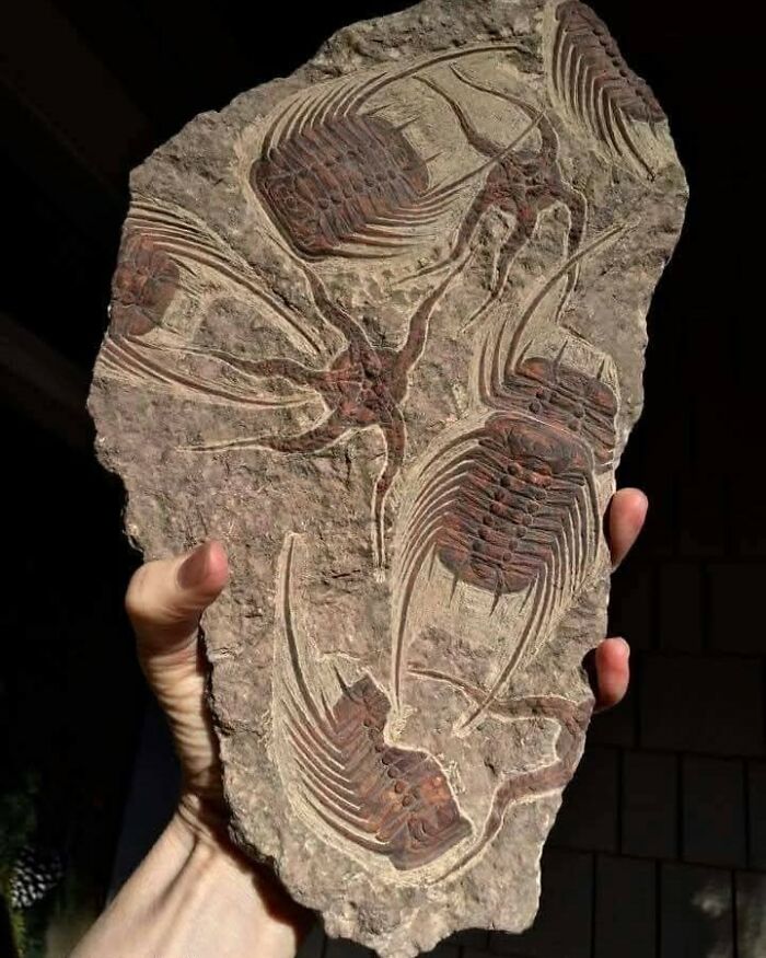 Hand holding a fossil slab with multiple well-preserved trilobite fossils in an archaeology world discovery.