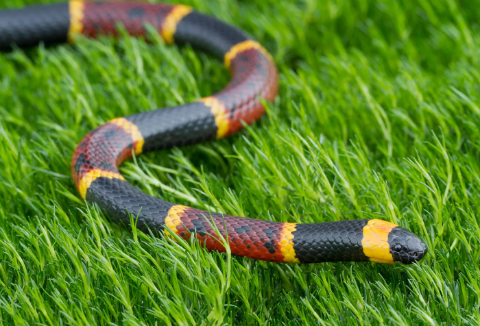 Close-up of an Ecuadorian coral snake with red, yellow, and black bands on green grass, one of the 15 animals that start with E. Close-up of an Ecuadorian coral snake with red, yellow, and black bands on green grass, one of the 15 animals that start with E.