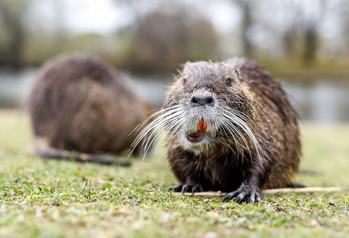 Nutria on grass near water with another nutria blurred in the background, showcasing animals that start with N.