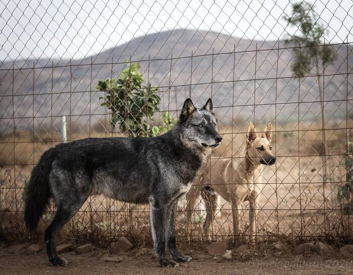Comparison pic showing two canine varieties, a dark wolf-like dog and a tan dog behind a wire fence outdoors.