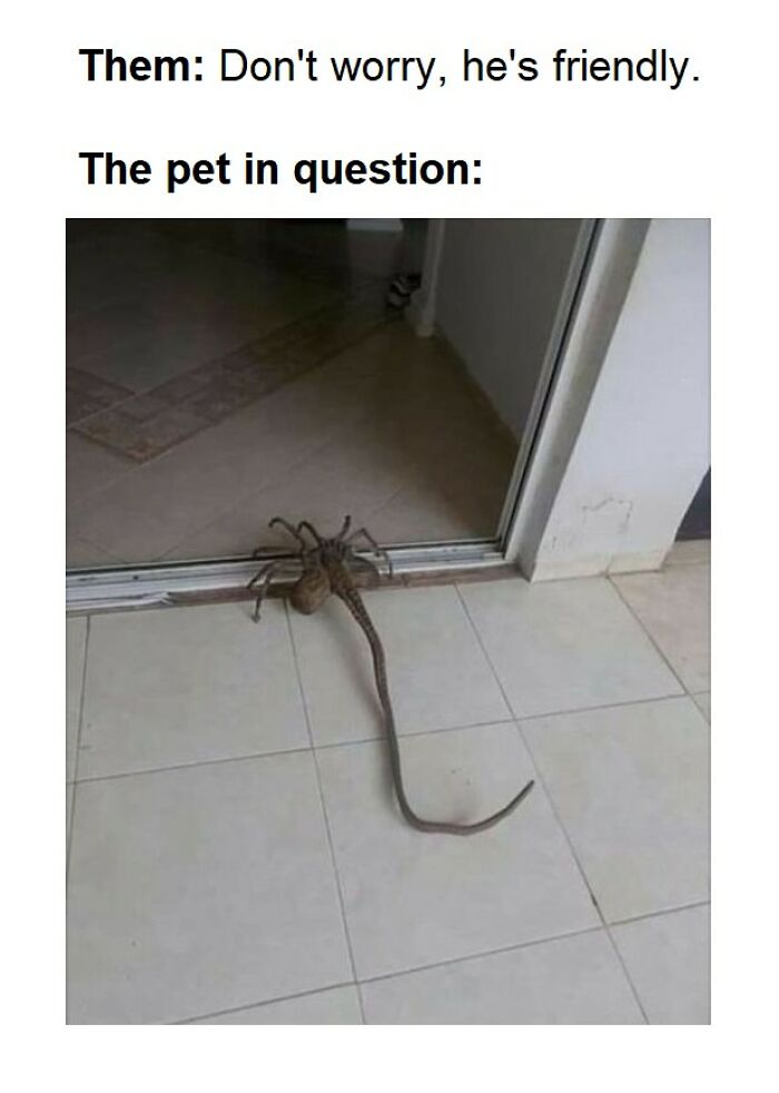 A self-deprecating meme showing a strange pet that looks like a spider with a lizard tail at a doorway, feel personally attacked.